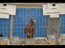 Concurso de Palomas 2012